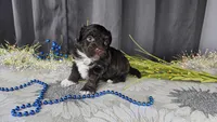 Aspen, a male Havapoo for sale in Springfield, MO – Photo 10 of 10