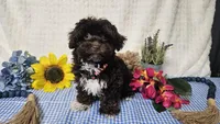 Aspen, a male Havapoo for sale in Springfield, MO – Photo 9 of 10