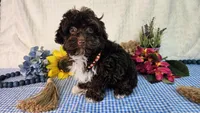 Aspen, a male Havapoo for sale in Springfield, MO – Photo 7 of 10