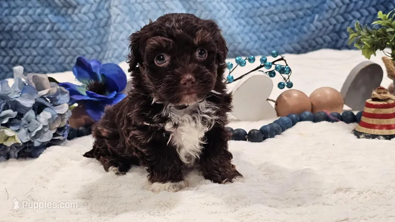 Aspen – Havapoo puppy for sale in Springfield, MO