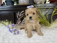Birdie , a female Havapoo for sale in Springfield, MO – 8 of 8