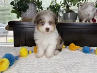 Toy size Clover blue eyes!!, a male Aussiedoodle for sale in Springfield, MO – 9 of 9