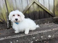 Rowen, a male Maltese for sale in Springfield, MO – 3 of 8