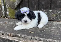 Lacey, a female Shichon for sale in Springfield, MO – 9 of 10