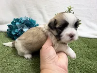 Oscar , a male Mal Shi for sale in Springfield, MO – 6 of 7