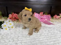 Cassy, a female Havapoo for sale in Springfield, MO – 9 of 10