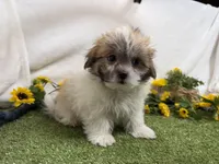Trent, a male Mal Shi for sale in Springfield, MO – 9 of 10