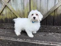 Rowen, a male Maltese for sale in Springfield, MO – 7 of 8