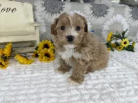 Isaiah , a male Havapoo for sale in Springfield, MO – 9 of 10