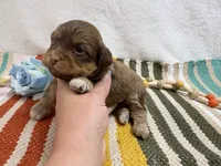 Chip, a male Havanese for sale in Springfield, MO – 7 of 8