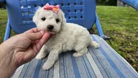 Cindy, a male Bichon Frise for sale in Springfield, MO – 6 of 8