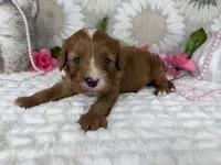 Kayla, a female Cavapoo for sale in Springfield, MO – 3 of 8