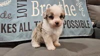 Toy size Caleb blue eyes !!!, a male Aussiedoodle for sale in Springfield, MO – 7 of 10