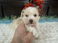 Keeton, a male Aussiedoodle for sale in Springfield, MO – 6 of 9