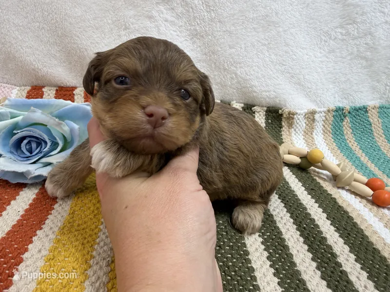 Chip – Havanese puppy for sale in Springfield, MO