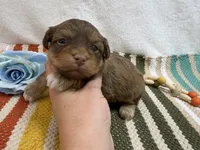 Chip, a male Havanese for sale in Springfield, MO – 1 of 8