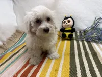 Rowen, a male Maltese for sale in Springfield, MO – 9 of 10