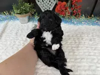 Nolan toy Aussiedoodle , a male Aussiedoodle for sale in Springfield, MO – 7 of 10