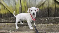 Duke, a male Bichon Frise for sale in Springfield, MO – 2 of 9