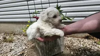 Casper, a male Bichon Frise for sale in Springfield, MO – 9 of 9
