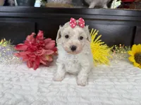 Eden, a female Aussiedoodle for sale in Springfield, MO – 5 of 8