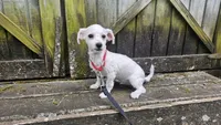 Duke, a male Bichon Frise for sale in Springfield, MO – 3 of 9