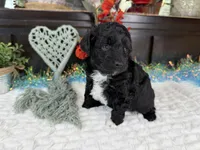Nolan toy Aussiedoodle , a male Aussiedoodle for sale in Springfield, MO – 10 of 10