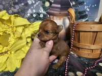 Ginger, a female Yorkshire Terrier for sale in Springfield, MO – Photo 2 of 8