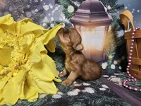 Ginger, a female Yorkshire Terrier for sale in Springfield, MO – Photo 3 of 8