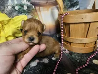 Ginger, a female Yorkshire Terrier for sale in Springfield, MO – Photo 5 of 8