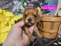 Ginger, a female Yorkshire Terrier for sale in Springfield, MO – Photo 1 of 8