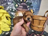 Ginger, a female Yorkshire Terrier for sale in Springfield, MO – Photo 6 of 8
