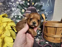 Ginger, a female Yorkshire Terrier for sale in Springfield, MO – Photo 8 of 8