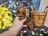 Ginger, a female Yorkshire Terrier for sale in Springfield, MO – Photo 4 of 8