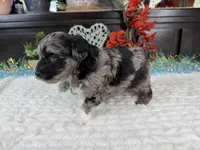 Matrix, a male Aussiedoodle for sale in Springfield, MO – 8 of 10