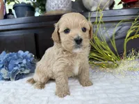 Jax, a male Havapoo for sale in Springfield, MO – 5 of 9