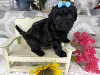 Isabella, a female Havapoo for sale in Springfield, MO – 10 of 10