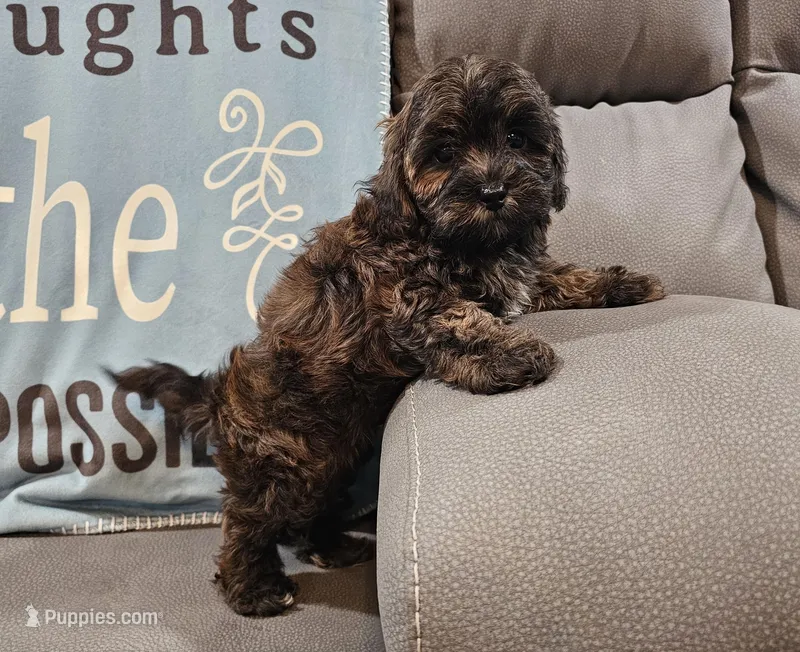 Chase – Maltipoo puppy for sale in Springfield, MO