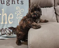 Chase, a male Maltipoo for sale in Springfield, MO – Photo 1 of 10