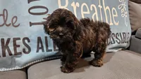 Chase, a male Maltipoo for sale in Springfield, MO – Photo 3 of 10