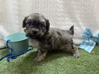 Sunny, a male Havanese for sale in Springfield, MO – 10 of 10