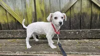 Duke, a male Bichon Frise for sale in Springfield, MO – 8 of 9