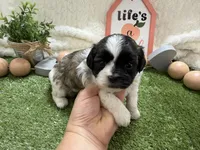 Lola, a female Shichon for sale in Springfield, MO – 3 of 8