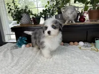Toy size Conley blue eyes!!!, a male Aussiedoodle for sale in Springfield, MO – 3 of 9