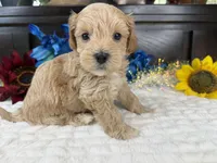 Jace, a male Havapoo for sale in Springfield, MO – 7 of 10