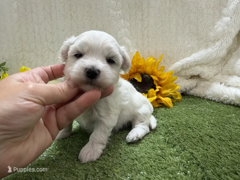 Lenny – Maltese puppy for sale in Springfield, MO