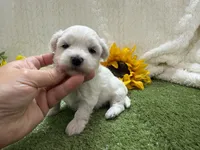 Lenny, a male Maltese for sale in Springfield, MO – 1 of 6