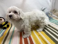 Rowen, a male Maltese for sale in Springfield, MO – 6 of 10