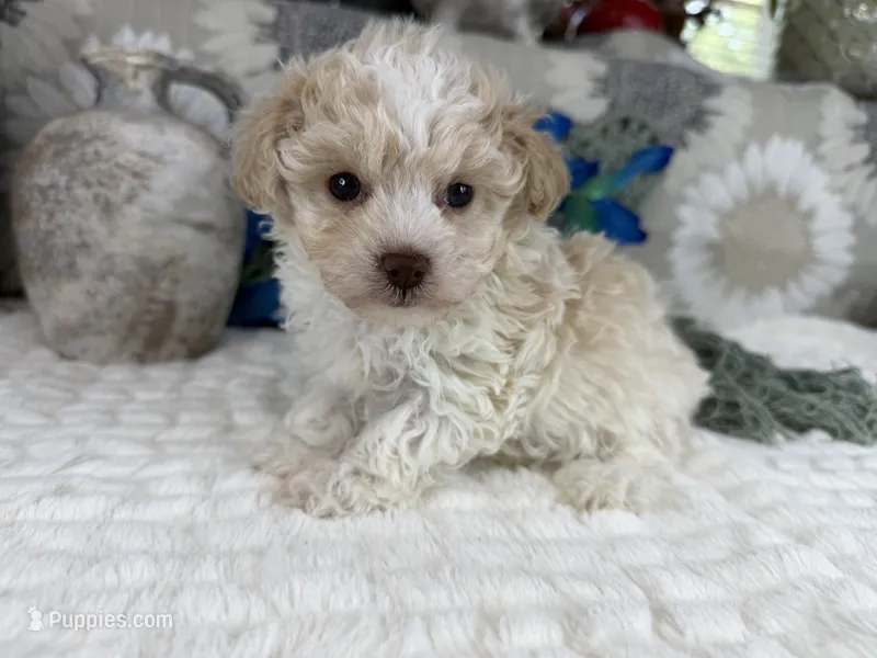 Keeton tiny toy size  – Aussiedoodle puppy for sale in Springfield, MO