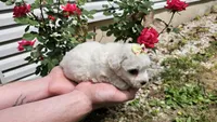 Candy, a male Bichon Frise for sale in Springfield, MO – 4 of 7